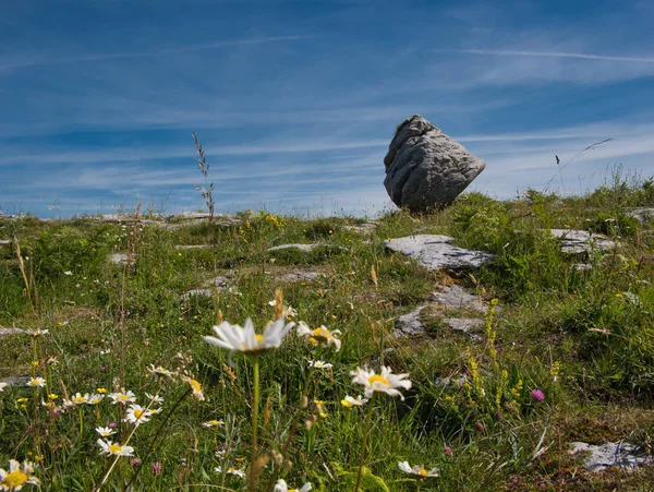 バック グラウンドで立っている岩の美しい花の草原 — ストック写真