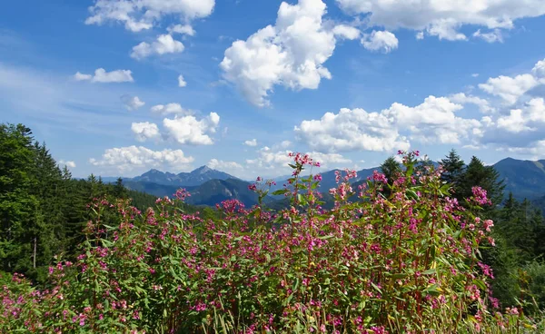 Beautiful Cloud Atmosphere Mountain Panorama Flowers Bavaria — Stock Photo, Image