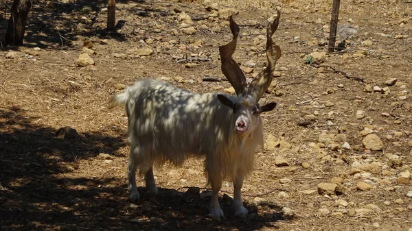 White Goat Long Twisted Horns Sicily Agrigento — Stock Photo, Image