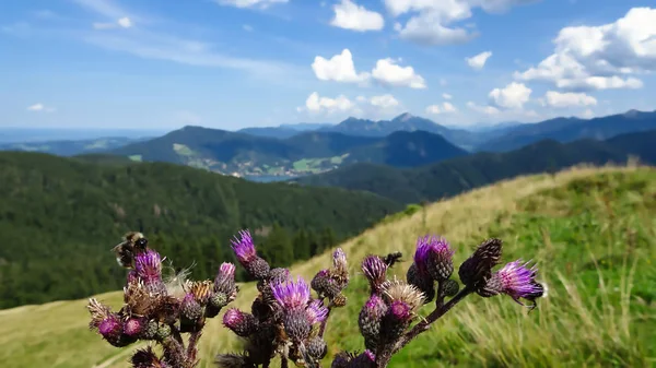 Bumblebees Thistle Mountains Sunny Day German Alps — Stock Photo, Image