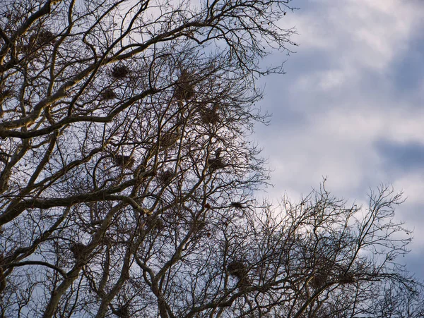 Δείτε Ένα Μεγάλο Treetop Τις Πολυάριθμες Φωλιές Και Δραματική Σύννεφα — Φωτογραφία Αρχείου
