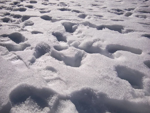 Several deep footprints in fresh snow — Stock Photo, Image