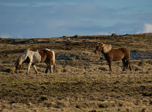 To islandske heste spiser på en græsgang - Stock-foto