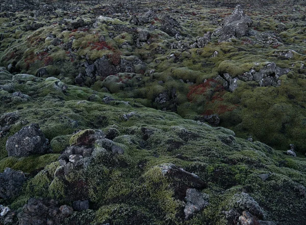 Moss täckt lava Rocks nära Grindavik på Island — Stockfoto