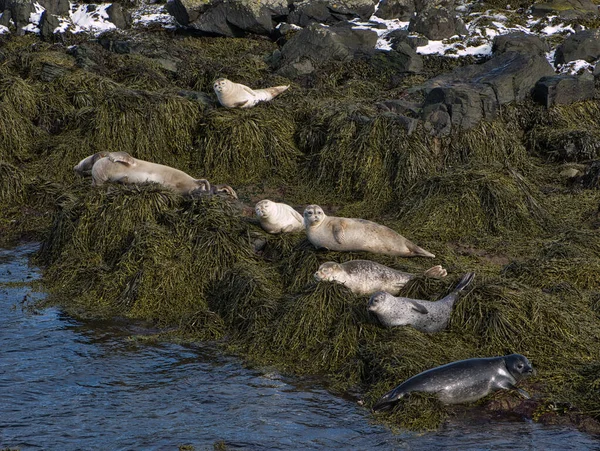 Kilka fok opala się w małej zatoce Zdjęcia Stockowe bez tantiem