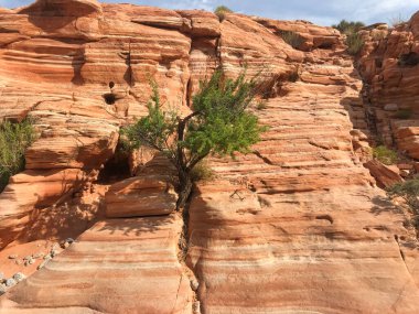 Ortasında ağaç olan kahverengi çizgili bir uçurum.