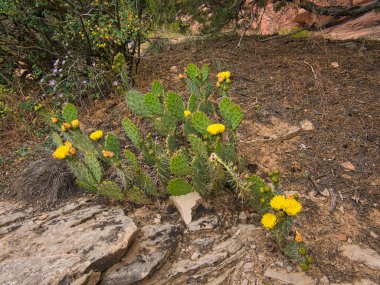 Küçük mor çiçekler ve birkaç sarı çiçekli bir kaktüs.