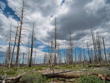 Şiddetli orman yangınından sonra çıplak ağaçlar ve ağaçlar kalır.