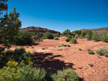 Kırmızı toprakta farklı çalılar ve sarı çiçekler.