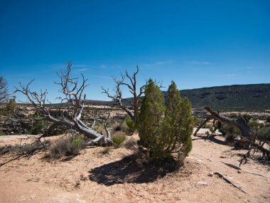 Arka planda kuru ağaç gövdeleri olan yeşil bir çalılık.