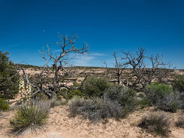 Sol Sablonneux Avec Divers Arbustes Arbres Secs — Photo