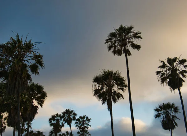 Duże Palmy Błękitne Niebo Chmurami Wkrótce Zachodzie Słońca — Zdjęcie stockowe