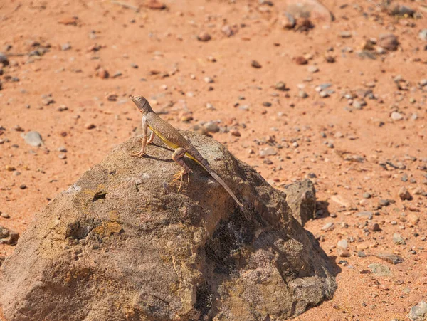 Small Lizard Yellow Belly Stone Desert Sand — Stock Photo, Image