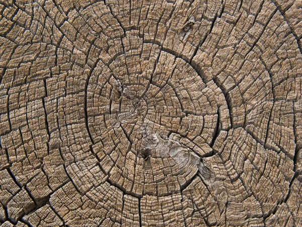 Annual Rings Torn Old Weathered Tree Trunk — Stock Photo, Image