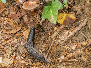 Siyah bir çıplaklık ormanda mantar yiyor.