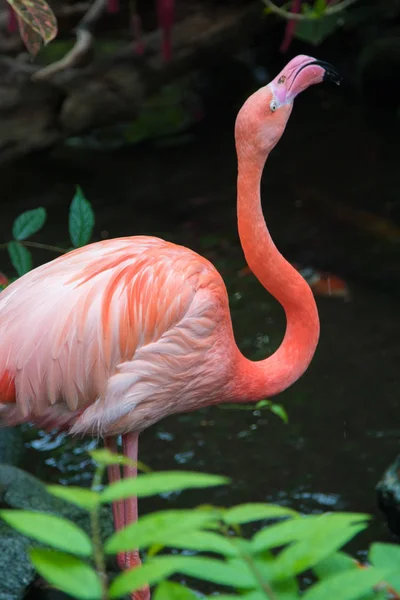 Beautiful Single Pink Flamingo — Stock Photo, Image