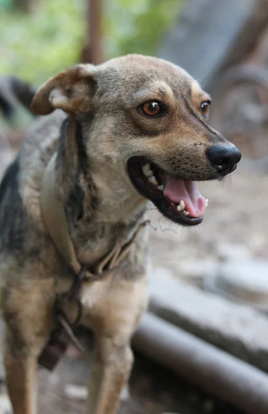 Curious dog, looking into the distance. Close up of a young mixed breed dog outdoors in nature sticking out his tongue. An endless mongrel dog is waiting for a new owner.