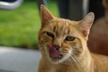 kedi closeup dilini çıkarmış harika bokeh