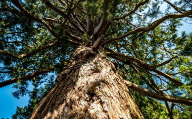 mavi gökyüzü ile aşağıdan eski ağaç