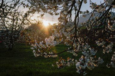 kiraz çiçeği ağaç günbatımı, kırsal sırasında