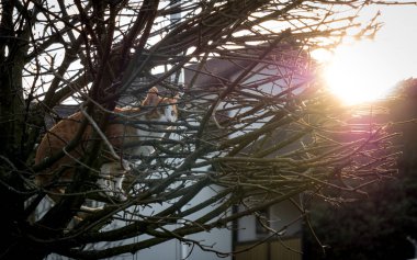 gün batımı sırasında bir stree kedi ayakta