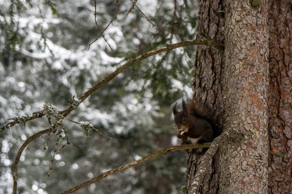 Eichhörnchen Sitzt Auf Einem Schneebedeckten Baum Und Hält Nuss Der — Stockfoto