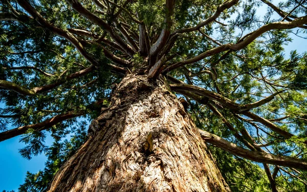 mavi gökyüzü ile aşağıdan eski ağaç
