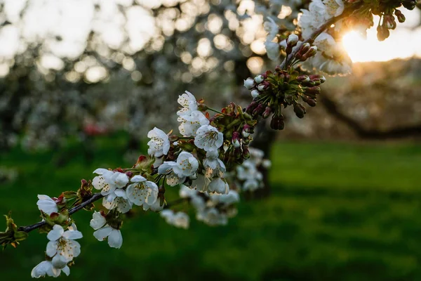 gün batımı, harika bokeh, beyaz sırasında portre çiçekler