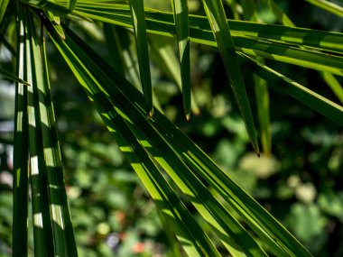 yeşil palmiye yaprak altın arka plan saat gölge bokeh ile güneşli yakın çekim
