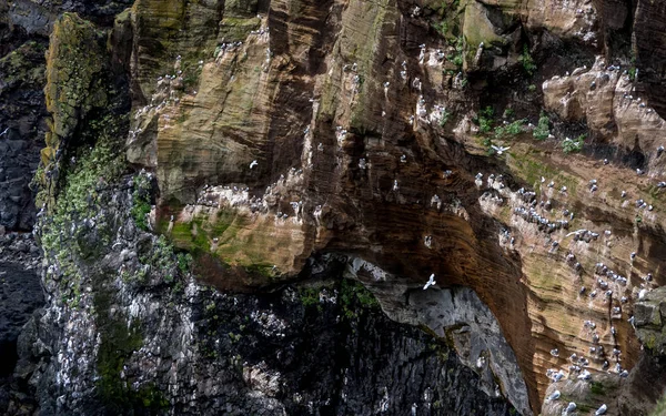 Cliff Bedekt Met Vogels Ijsland Kliffen Van Westkust Van Snaefellsnes — Stockfoto