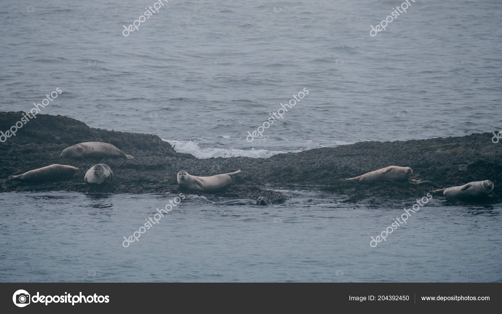 Multiple Seals Resting Rock Iceland Chilling Stock Photo Image By C Marcstuder Multiple Seals Resting Rock Iceland Chilling Stock Photo Image By C Marcstuder