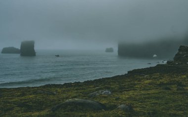 sert deniz kıyılarında Iceland, sis sürü ile