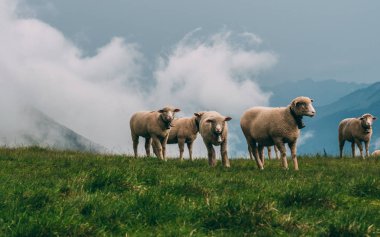 bir dağda koyun bulutlu gün swiss alps brienzer rothorn İsviçre çiftlik.