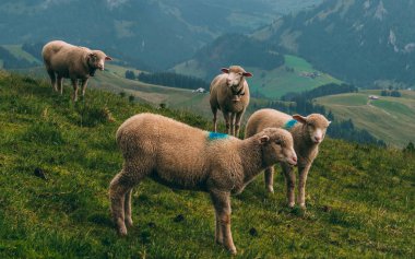 bir dağda koyun bulutlu gün swiss alps brienzer rothorn İsviçre çiftlik.