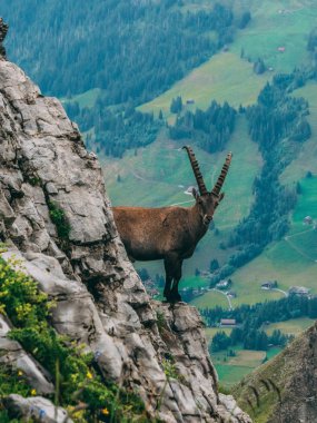 alpine capricorn Steinbock Capra ibex looking camera, brienzer rothorn switzerland alps clipart