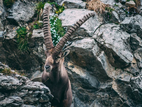 Görkemli hayvan yaşlı ve bilge alp Oğlak Steinbock Capra ibex swiss alps brienzer rothorn — Stok fotoğraf