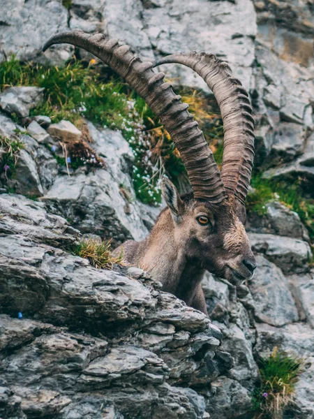 majestic animal old and wise alpine capricorn Steinbock Capra ibex the swiss alps brienzer rothorn