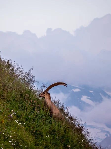 majestic animal old and wise alpine capricorn Steinbock Capra ibex in the swiss alps brienzer rothorn
