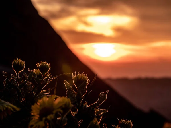 Tramonto Drammatico Dietro Fiori Silhouette Fiori Con Estate Tramonto Dorato Fotografia Stock