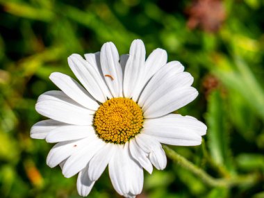 Bahçe papatyalar yakın kadar beyaz ve sarı İsviçre çiçek