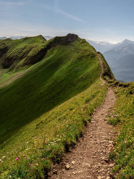 beautiful hiking path along a mountain during sunny summer day with cows , ridge walk hohenweg brienzer rothorn