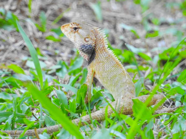 Orientalische Gartenechse Sitzt Auf Dem Grünen Gras — Stockfoto