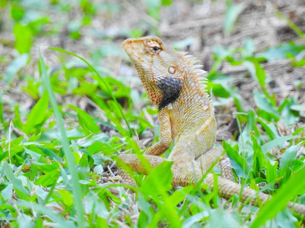 Lizard Jardin Oriental Assis Sur Herbe Verte — Photo