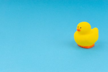 Yellow rubber duck on blue background. Selective focus and copy space concept