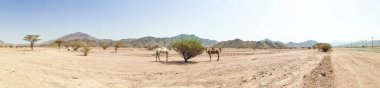 Panorama view of desert landscape view with camels. selective focus clipart