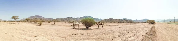 Panorama View Desert Landscape View Camels Selective Focus — Stock Photo, Image