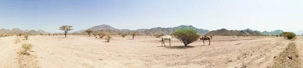 Vista Panorâmica Paisagem Deserto Com Camelos Foco Seletivo — Fotografia de Stock