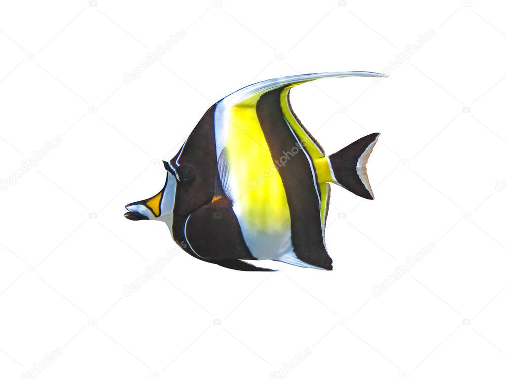 Portrait of a fish zanclus cornutus on a white background.