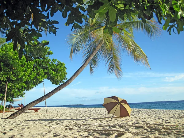 Tropical Holiday Banner Wallpaper Summer Beach Palm Sunumbrella Tranquil Beach — Stock Photo, Image