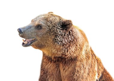 Gülümseyen mutlu kahverengi ayı beyaz arka planda izole edilmiş. Beyaz arka planda Ayı başı profili.